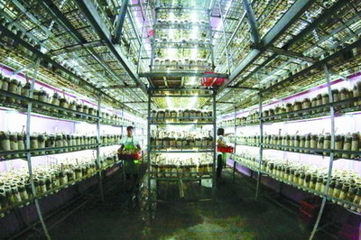 衢州翔龍農業以反滲透膜技術提升豬肚菇品質，引領綠色栽培新趨勢